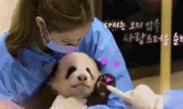 爆料熊猫事件视频大全集,揭秘萌宠背后的惊险瞬间